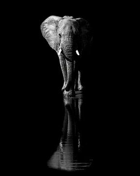 Elephant, Jie Fischer by 1x