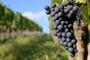 Saftige Rotweintrauben an einem Rebstock von Rüdiger Rebmann