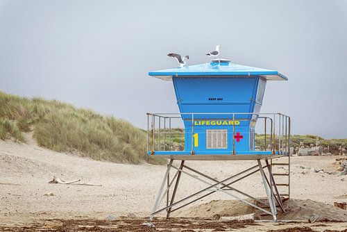 Seagulls On Duty - Morro Rock Beach