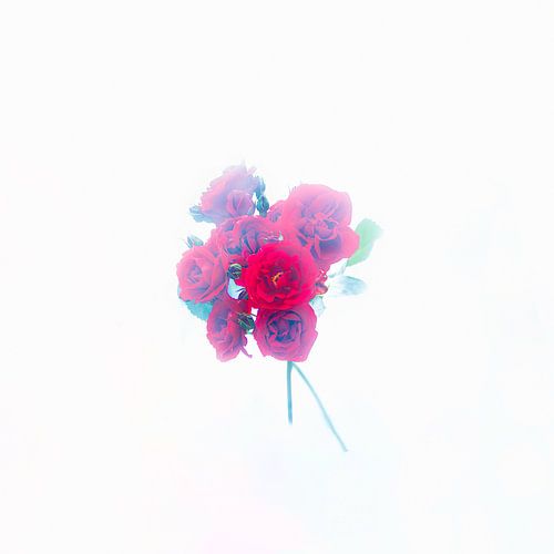 The red roses surrounded by the mist