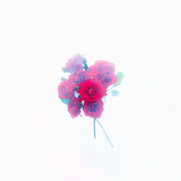 Les roses rouges entourées de brume par foto by rob spruit