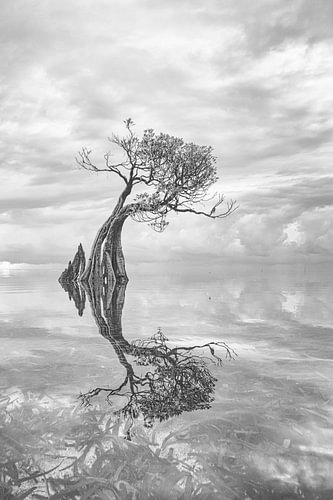 Tanzender Baum auf Sumba von Joanne de Graaff