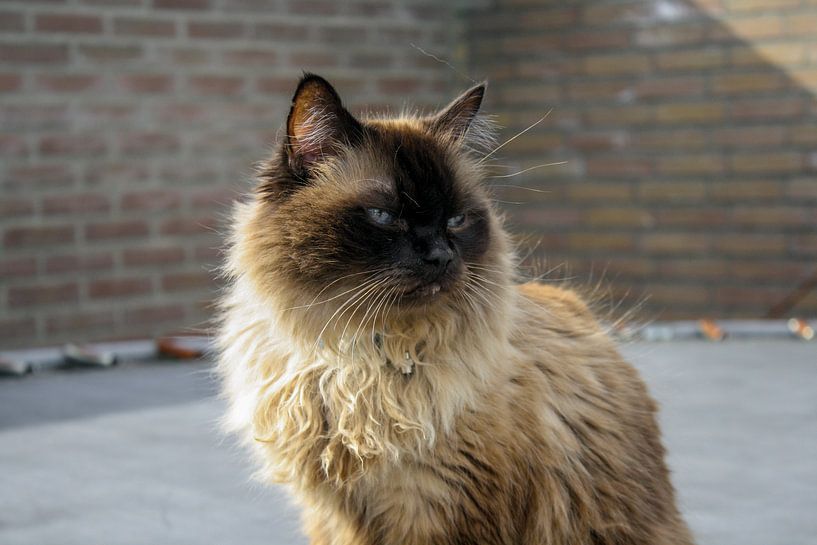 cat gismo by Ivana Luijten