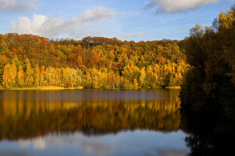 Autumn in the forest  by Joan le Poole