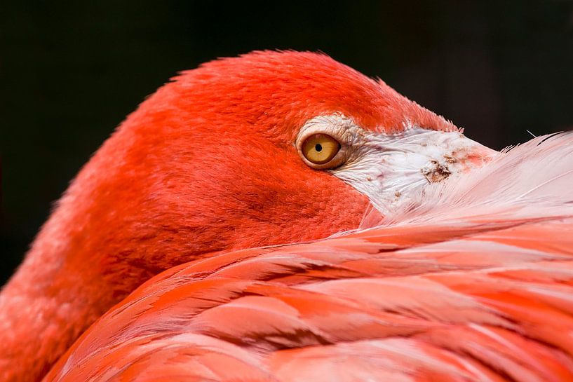 Roter Flamingo : Tierpark der Alten Hand von Loek Lobel