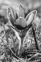 Cowslip zwart/witDelicate power - Cowslip in zwart en wit