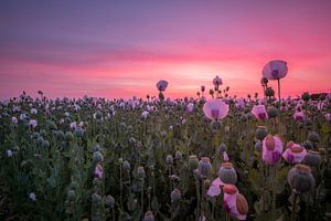 Pink flowerfield by Esmeralda holman