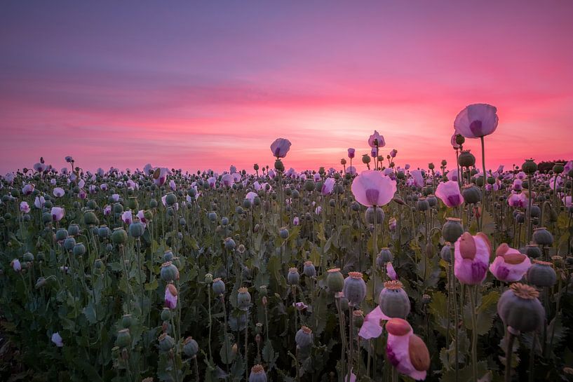 Pink flowerfield by Esmeralda holman