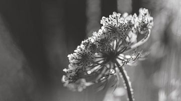 Wilde Karotte von Elke van Putten
