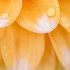 Sweet Dhalia’s | Fine art print | Orange Flower van Gabry Zijlstra