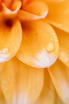 Sweet Dhalias | Fine art print | Orange Flower by Gabry Zijlstra