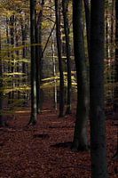 Le printemps dans la forêt