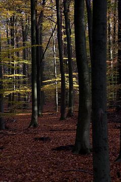 Frühling im Wald von Kees Lieben