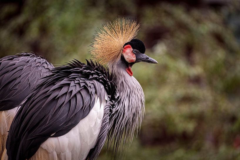 Grauhals Kronenkranich by Rob Boon