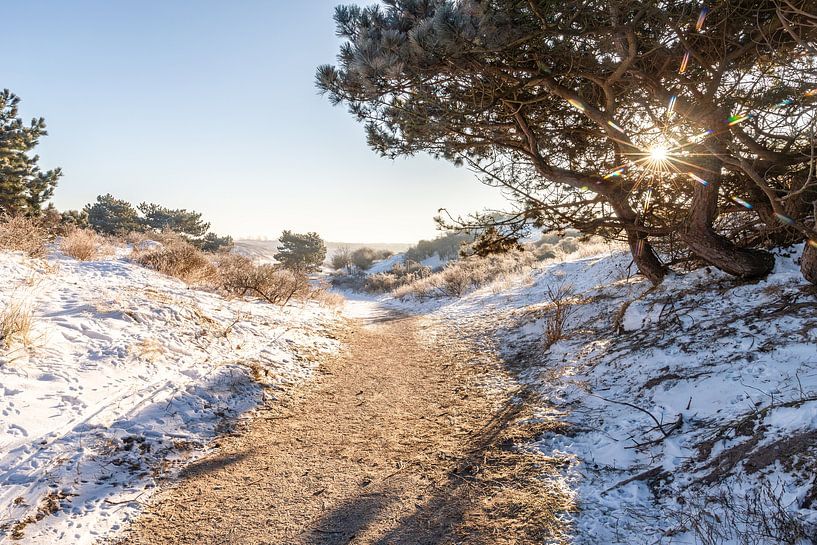Path through the winter dunes, Noordwijk by Yanuschka | Fotografie Noordwijk