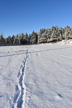 Des traces de pas dans la neige sur Claude Laprise