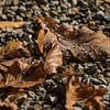 dew drops on fallen leaves sur VIDEOMUNDUM
