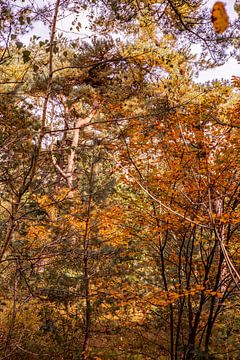 Autumn Trees 3 - Loonse en Drunense Duinen sur Deborah de Meijer