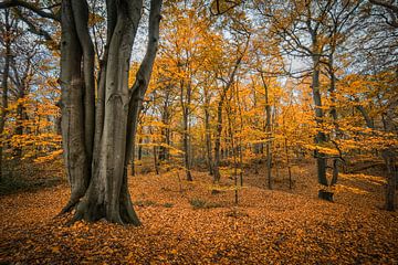 Autumn colours in the woods sur Peet Romijn