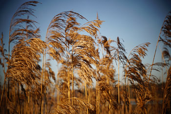 Reed 5