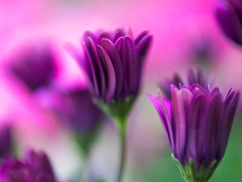 Whisper of Purple Florissant Elegance