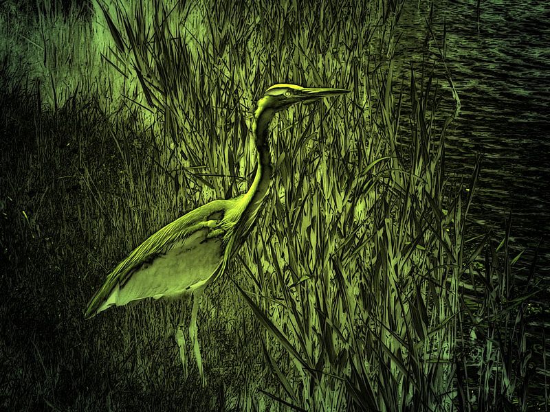 Groene reiger van Ted Sluymer