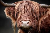 Scottish Highlander by Mark van der Walle thumbnail