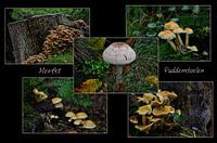 Herbst Pilze Collage