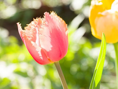 Roze tulp