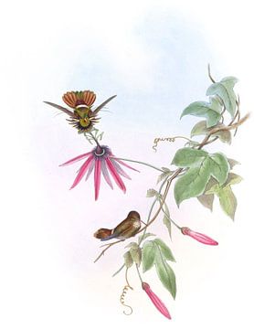 Prinses Helena's Coquette, John Gould van Hummingbirds