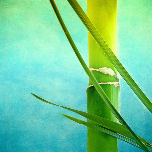 Bamboe van INA FineArt