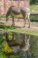 Zebra weerspiegeld in het water
