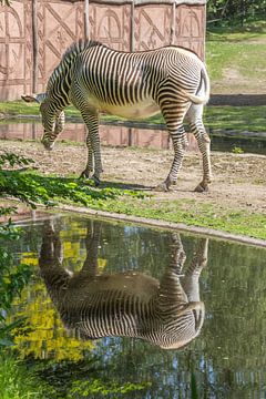 Zebra weerspiegeld in het water van didier de borle
