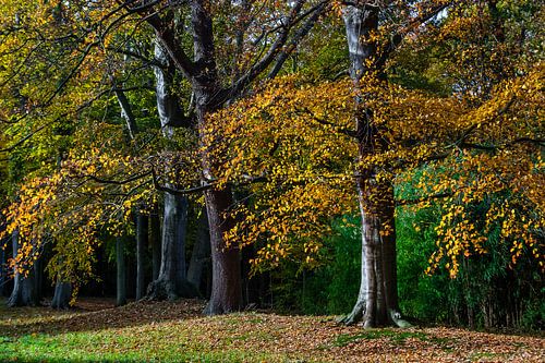 All the leaves are brown
