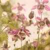 Fairytale pink van True Color Stories