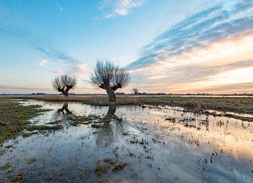 Knotwilgen in de Vreugderijkerwaard in Zwolle