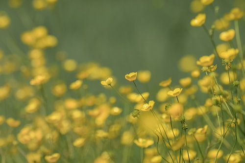 Buttercup flowers