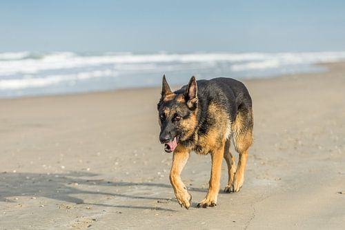Duitse herder op het strand