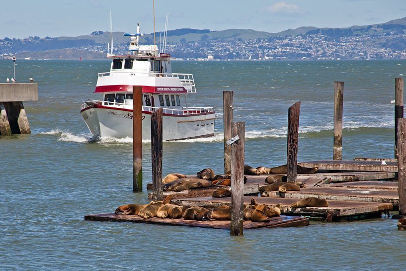 San Francisco - Sea Lions bij Pier 39 van t.ART