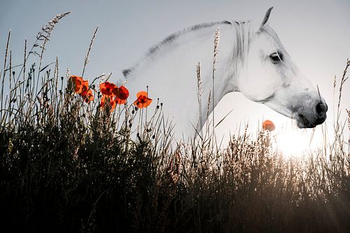 Paard in Lichtlijn tussen Klaprozen en Ochtendstilte