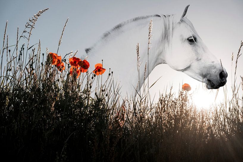 Pferd in der Schlange zwischen Mohnblumen und Morgenstille von Femke Ketelaar