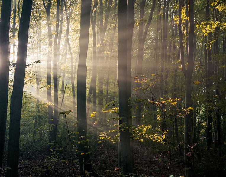 Une forêt pleine de lumière par Koen Boelrijk Photography