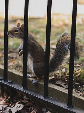 Eichhörnchen | Hyde Park | London | England | Vereinigtes Königreich von Nicole Van Stokkum