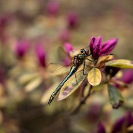 Libellule en fleurs sur Franziska Pfeiffer