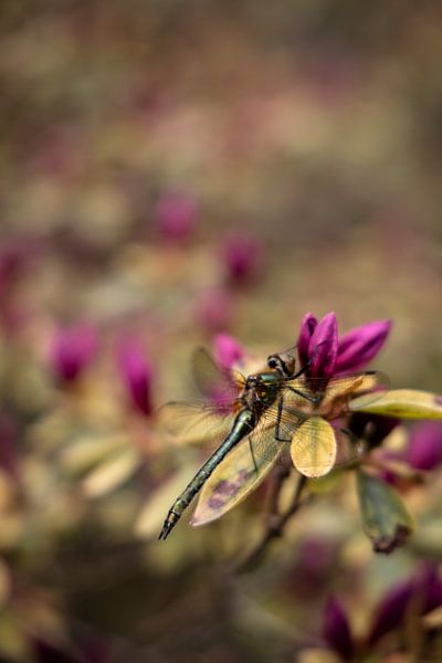 Libelle auf Blüte von Franziska Pfeiffer