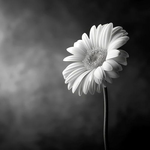 Bloem in zwart-wit