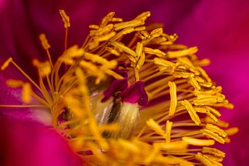 Photogenic peonies #04