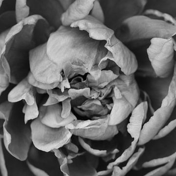 A macro of a peony in black and white