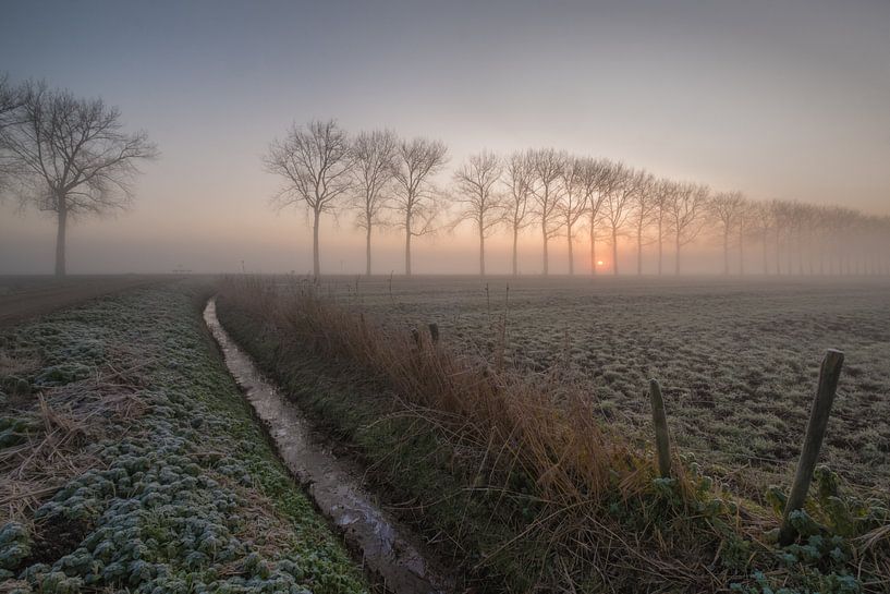 Trees with pasture by Moetwil en van Dijk - Fotografie