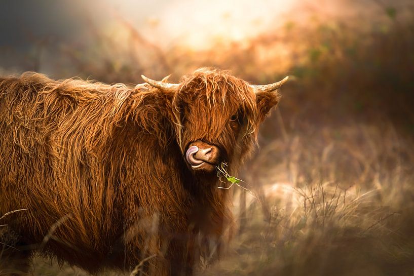 Scottish Highlander by Karel Ton